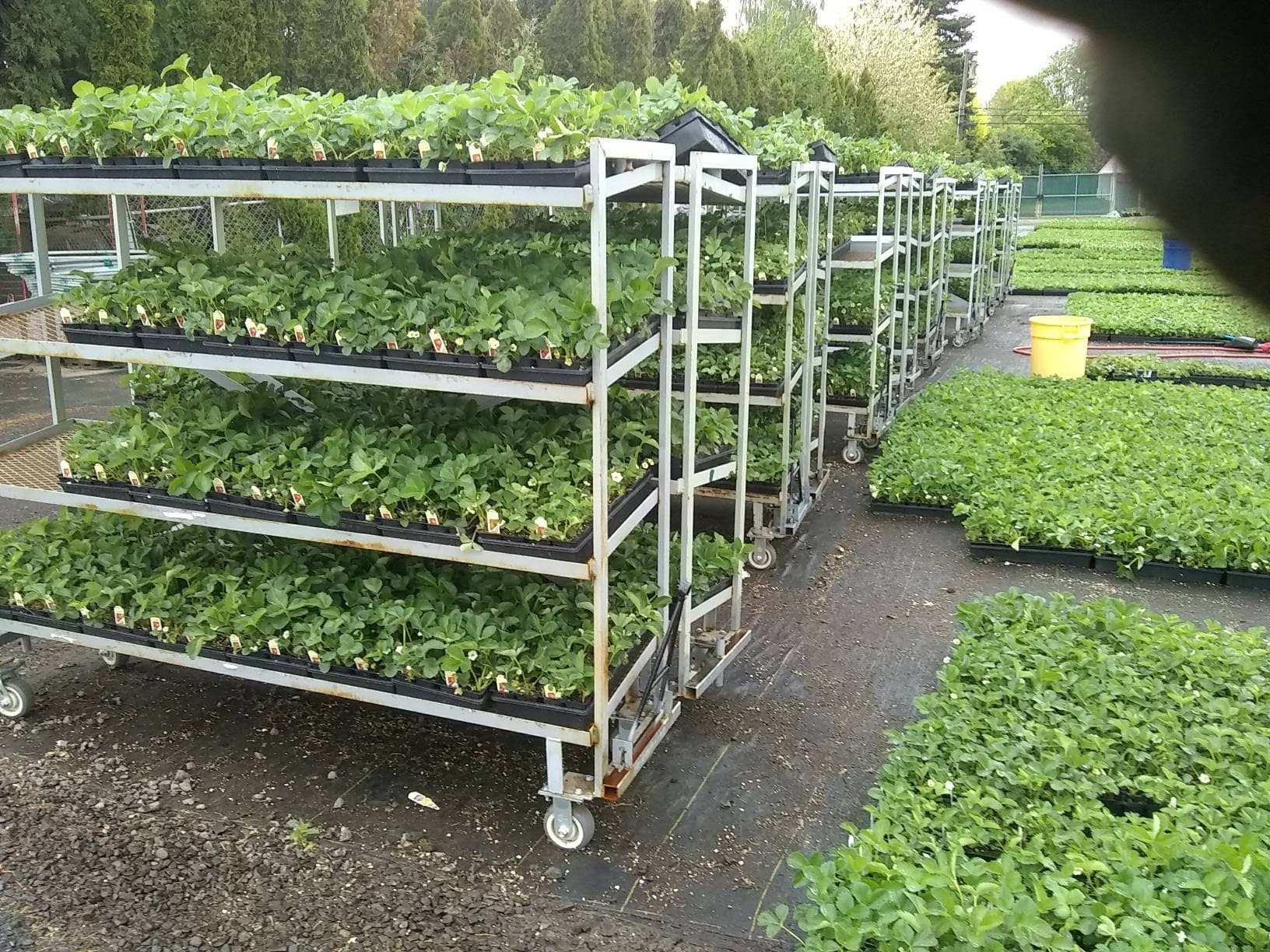 HedgeHunters client-supplied project photo 11